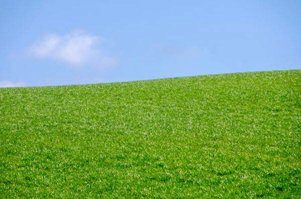 green grass | Gardens with Wings Green grassy hill under a bright blue sky with a small white cloud to the left