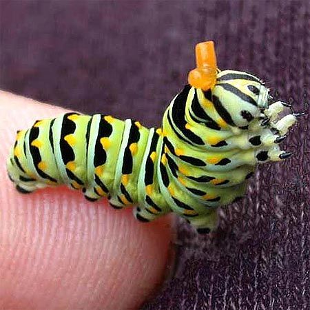 green black yellow caterpillar