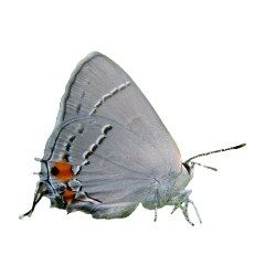 image of grey butterfly