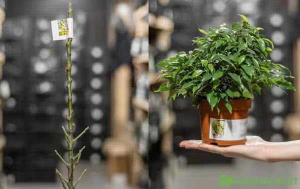growing plants | Gardens with Wings A small potted plant being held by a hand next to a bare twig with a tag, in a plant shop.