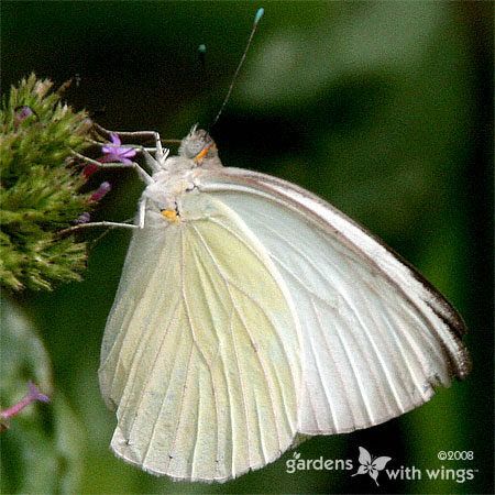 white butterfly