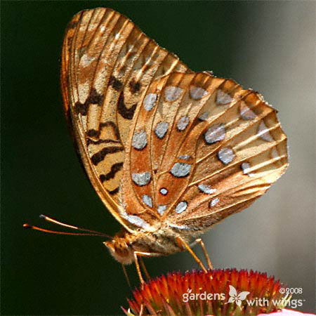 Great Spangled Fritillary