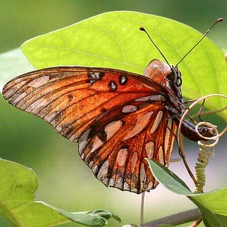 Gulf Fritillary