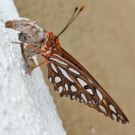 brown butterfly with white markings holding onto chrysalis