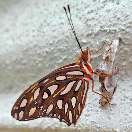 brown and white butterfly with red legs and eyes
