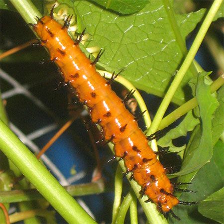 orange larva and black-spikes