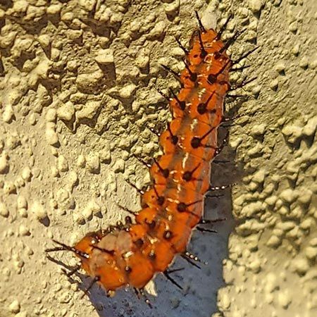 orange catpillar hanging
