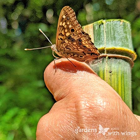 Sideview of brown and cream butterfly with legs on finger
