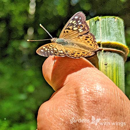 brown and cream butterfly with legs on finger