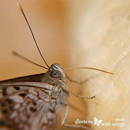 butterfly probosic and antenna