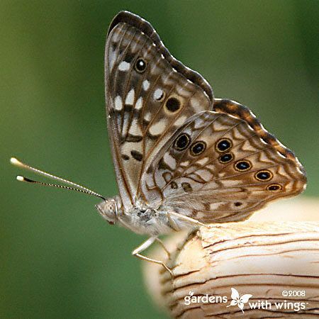 Hackberry Emperor