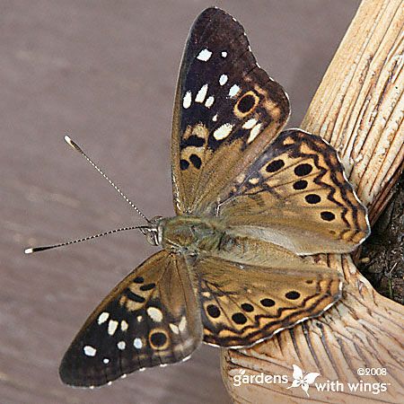 tan and brown butterfly with white dots