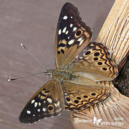 small brown butterfly