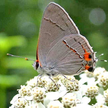 tiny gray butterfly with orange markings
