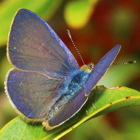 small blue purple butterfly