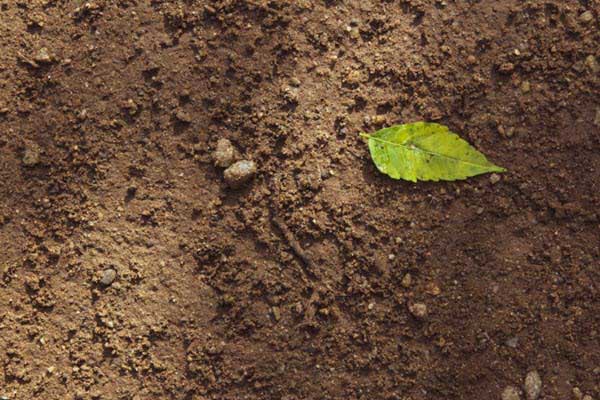healthy soil | Gardens with Wings A single bright green leaf rests on dark, crumbly soil.