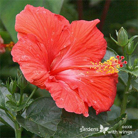 large red flower for pollinators