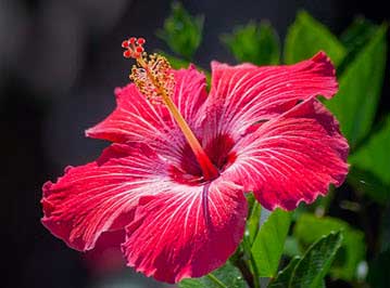 Close-up of a red hibiscus flower with white streaks and prominent yellow stamens among green leaves.