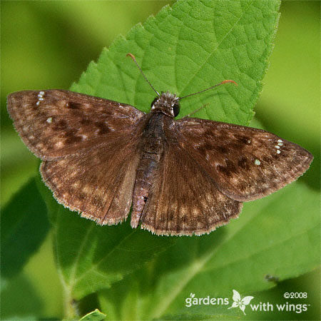 Male Open wing