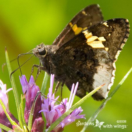 Brown Skipper with Yellow Lines