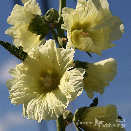 tall nectar flowers