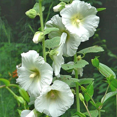 tall plant with white flowers