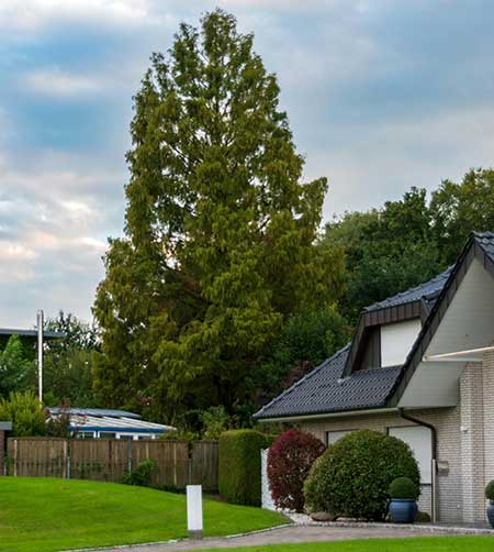 home sale tree | Gardens with Wings outdoor curb appeal