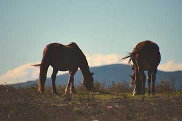 When Horse Manure Becomes Butterfly Heaven
