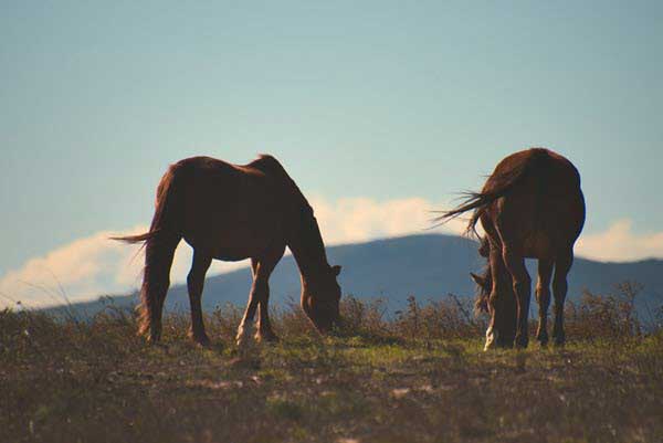 horses mountains | Gardens with Wings