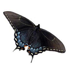 id black butterfly