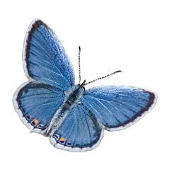 id blue butterfly