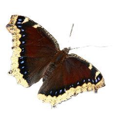 mourning cloak - brown wings