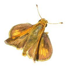 Pecks Skipper - copper butterfly wings