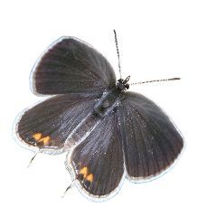female eastern tailed-blue butterfly - grey butterfly wings