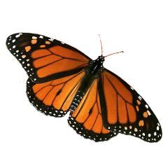 male monarch butterfly - orange butterfly wings