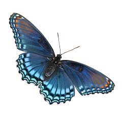 Red-spotted Purple Butterfly - purple butterfly wings