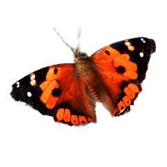 Kamehameha butterfly - red butterfly wings