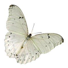 Beautiful White Morpho Butterfly