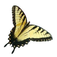 Male Eastern Tiger Swallowtail - yellow wings with black stripes