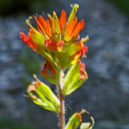  hairy stems with red flowers clustered