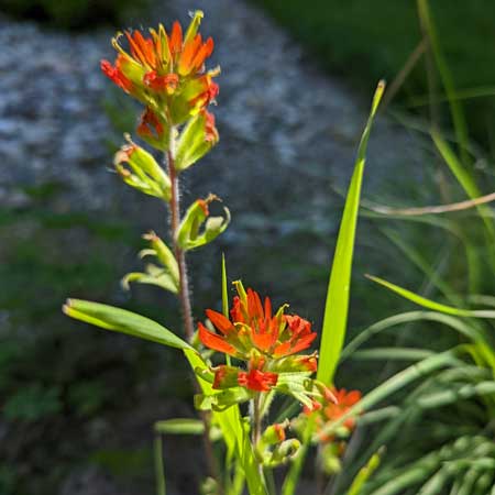 cluster of red flowers