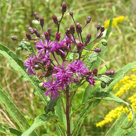 purple and yellow flowers