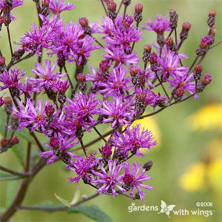 cluster of tiny purple flowers