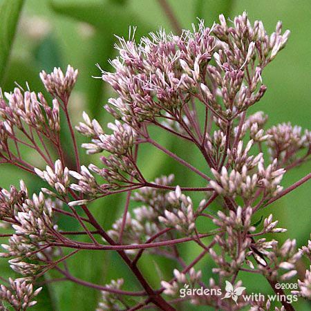 cluster of small pink flowers on stem