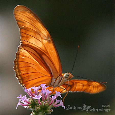 Male Julia Heliconian Butterfly with Closed Wings