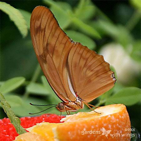 brown butterfly feeding on orange slide