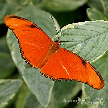 orange butterfly with long wings