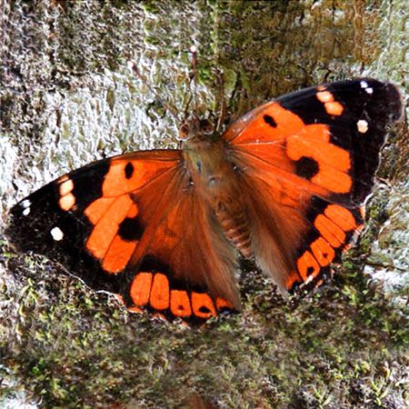 Native Butterflies in Hawaii