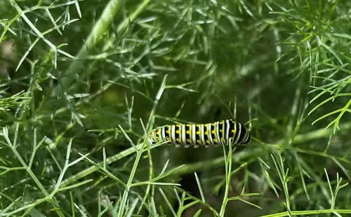 black and green caterpillar