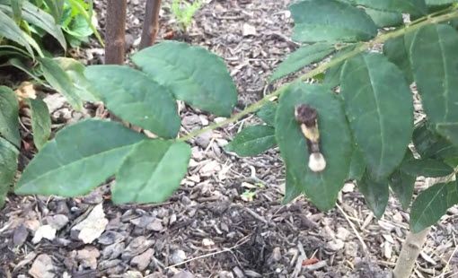 Finding Giant Swallowtail Caterpillars